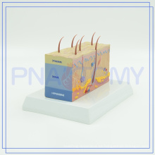 PNT-0554 nuevos modelos de piel humana de plástico de llegada para las fuentes de escuela para la venta